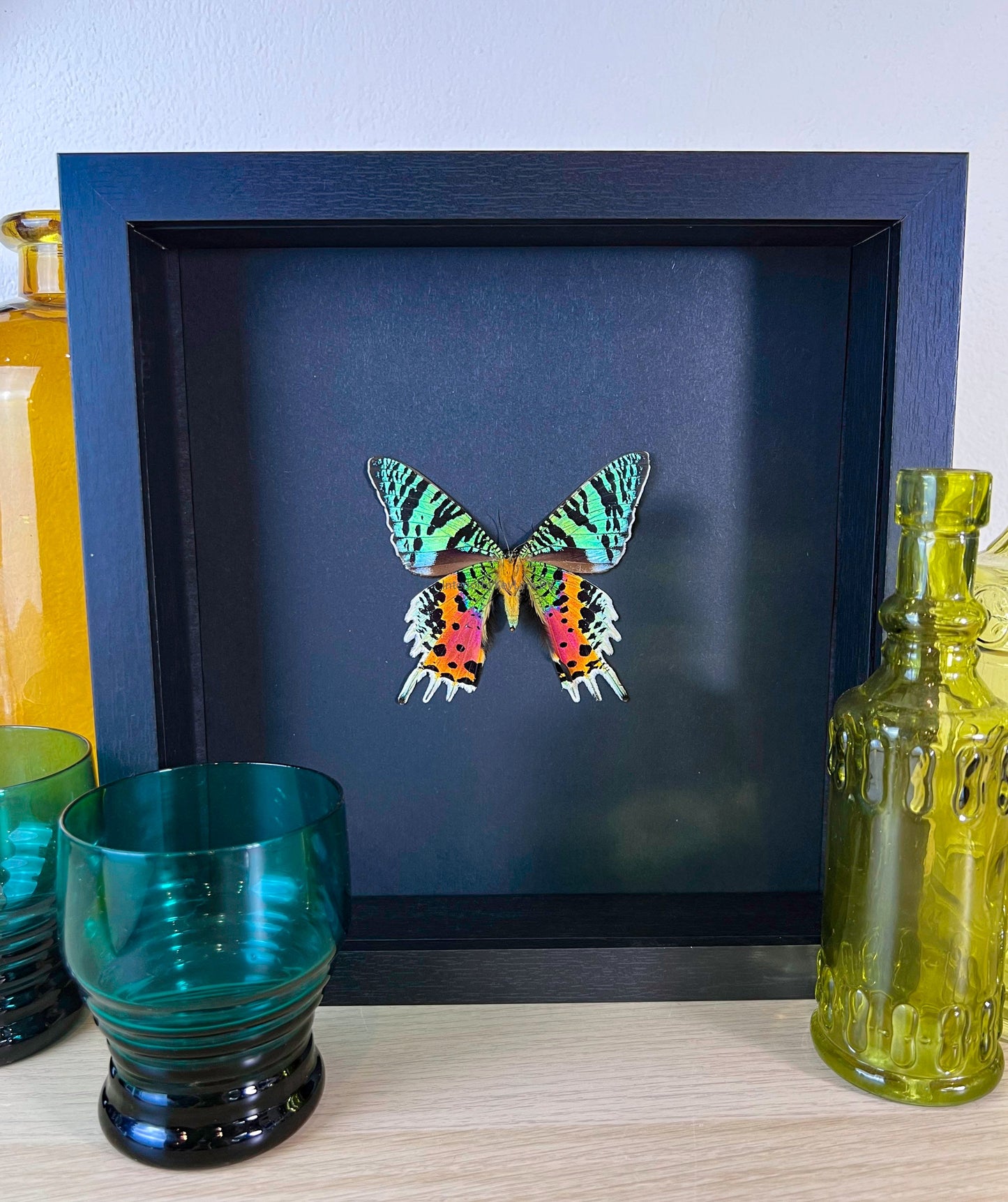 Echte ingelijste vlinder Urania Ripheus