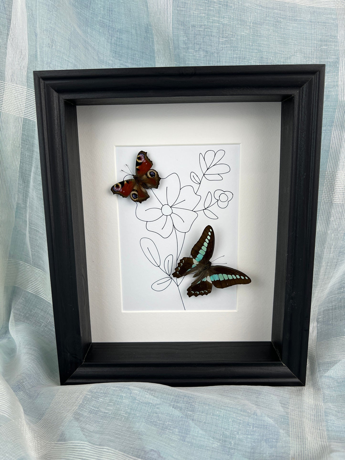 Real butterflies Aglais Io and Graphium Sarpedon in frame