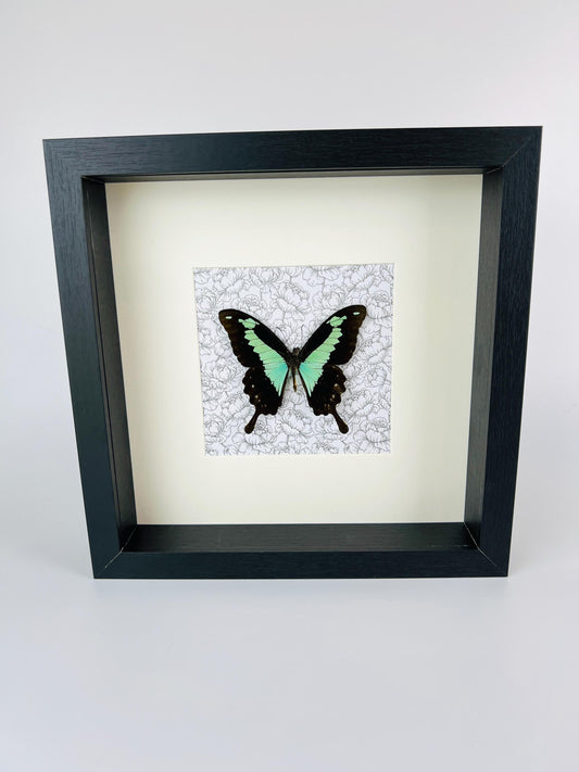 Real Papilio Phorcas in a frame of 25x25 cm (9.8x9.8 inch) with decorative background