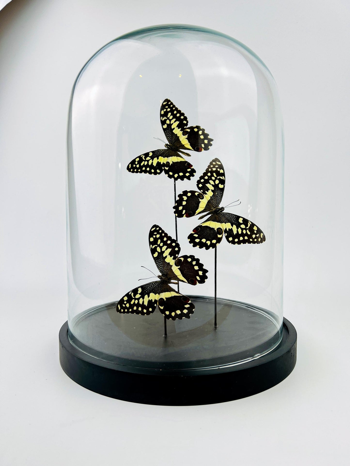 Echte vlinders | Papilio Demodocus in stolp (31x23cm)