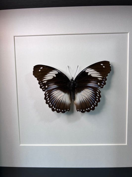 Framed real butterfly Hypolimnas Monteironis