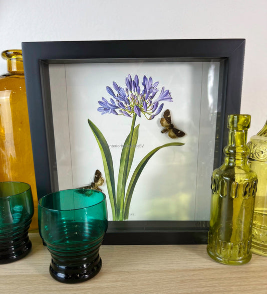 Framed real moths with a print in frame
