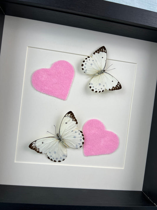 Framed real butterfly Belenois Calypso and felt pink hearts