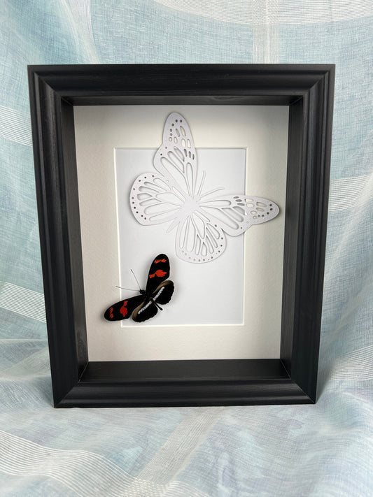 Real butterfly Heleconius and butterfly print in frame