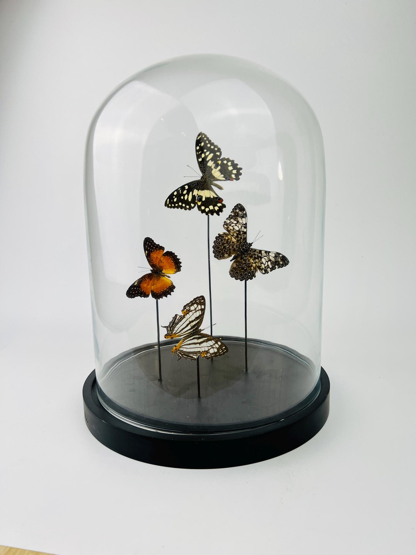 Echte vlinders | Mix vlinders in stolp (31x23cm)