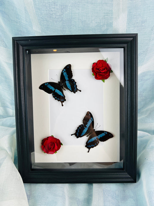 Echte vlinders | Papilio Oribazus met rozen in lijst (28x23cm)