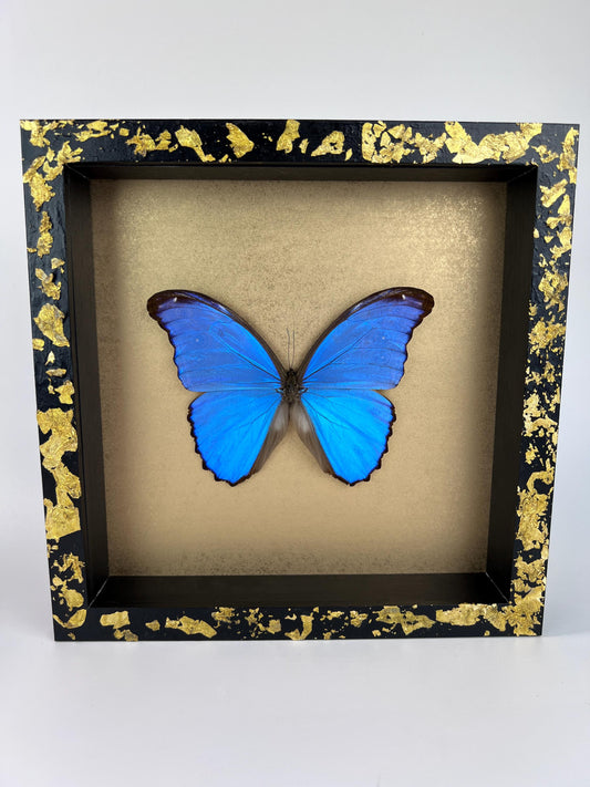 Opgezette vlinder Morpho Didius in een lijst met bladgoud van 25x25 cm