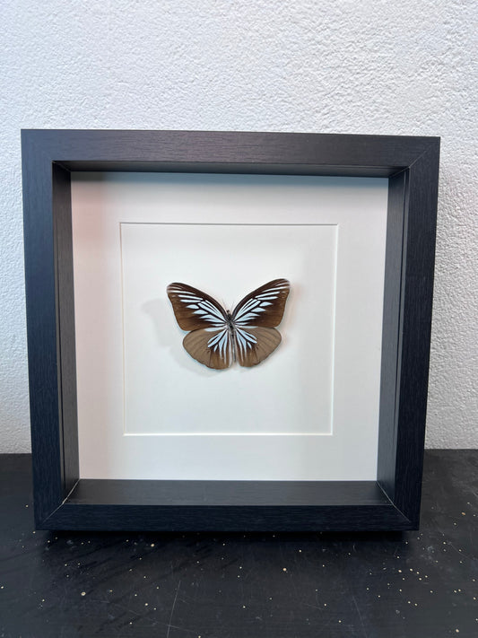 Framed real butterfly Pareronia Tritaea