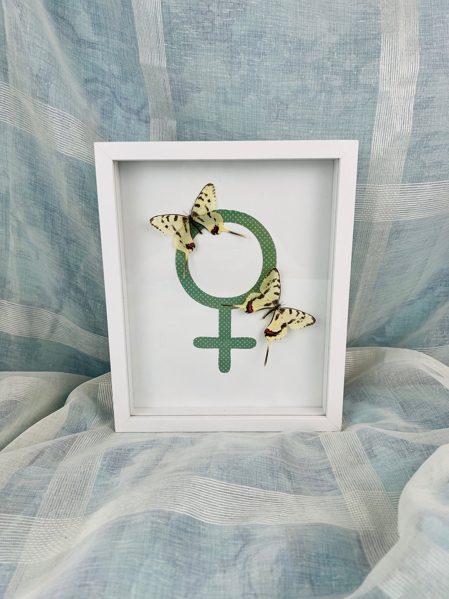 Art unique des papillons : 2 vrais Sericinus Montela et une femelle dans un cadre