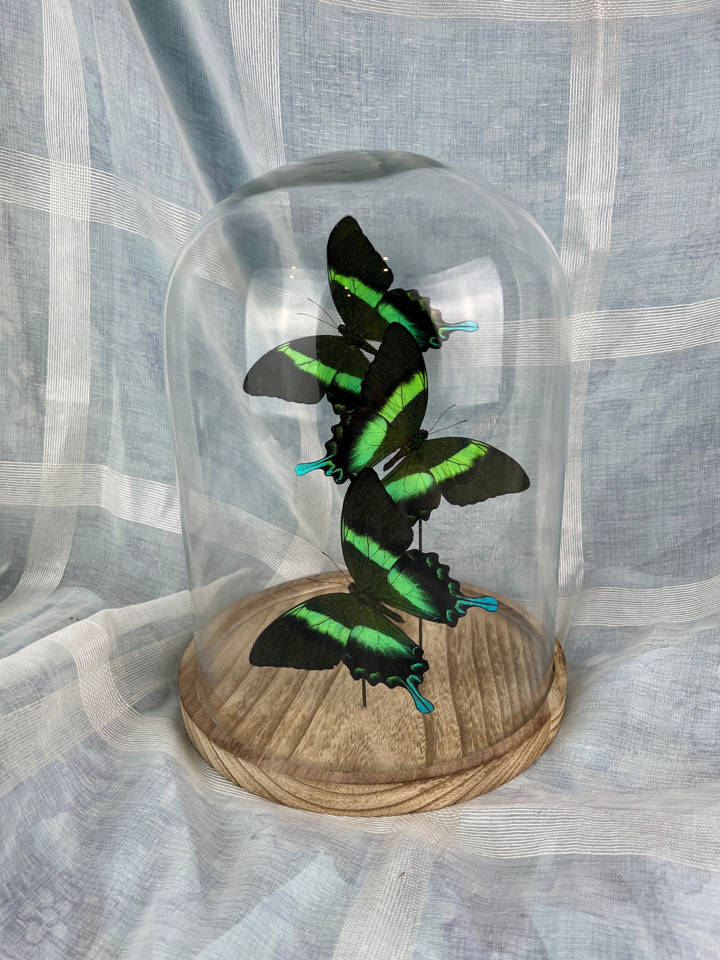 Echte Papilio Blumei-vlinders bewaard in glazen koepeldisplay