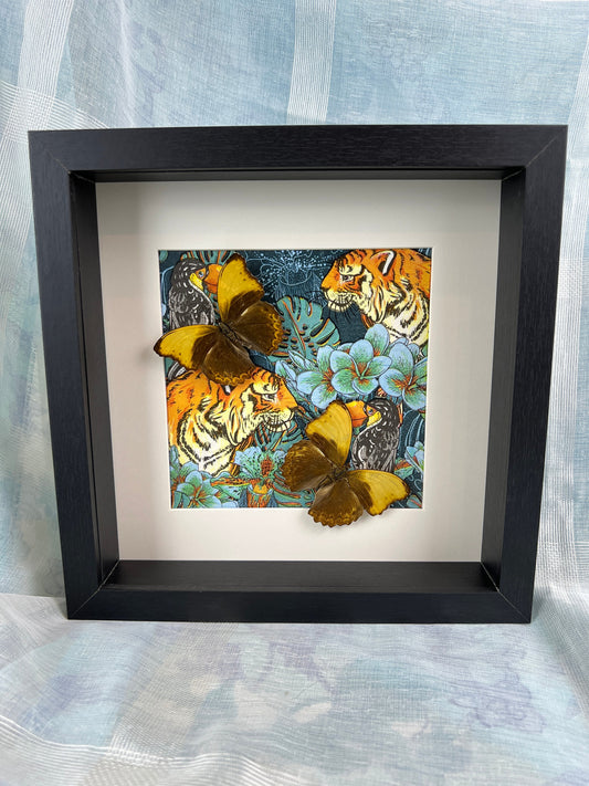 Echte vlinders | Cymothoe Haynac op print in lijst (25x25cm)