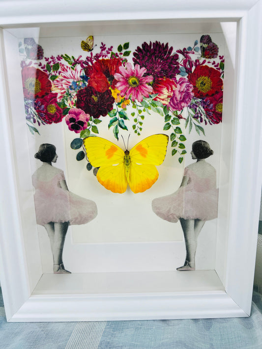 Butterfly Specimen Display - Phoebis Philea Framed with Elegant Decoration