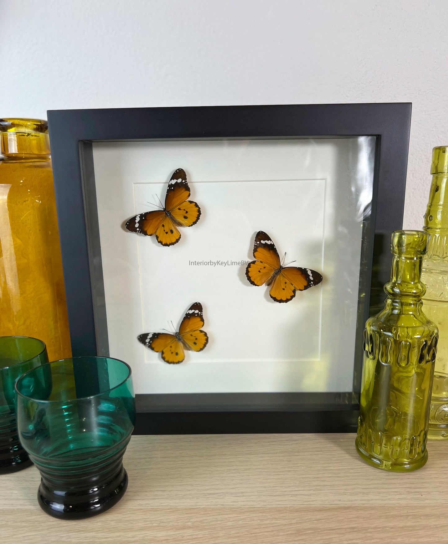 Framed real butterfly Danaus Chrysippus