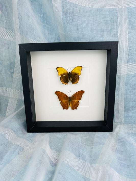 Echte vlinders | Cymothoe Haynac en Vindula Erota in lijst (25x25cm)