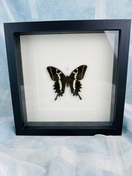 Nature-Inspired Decor: Framed Papilio Delalandei Butterfly Display