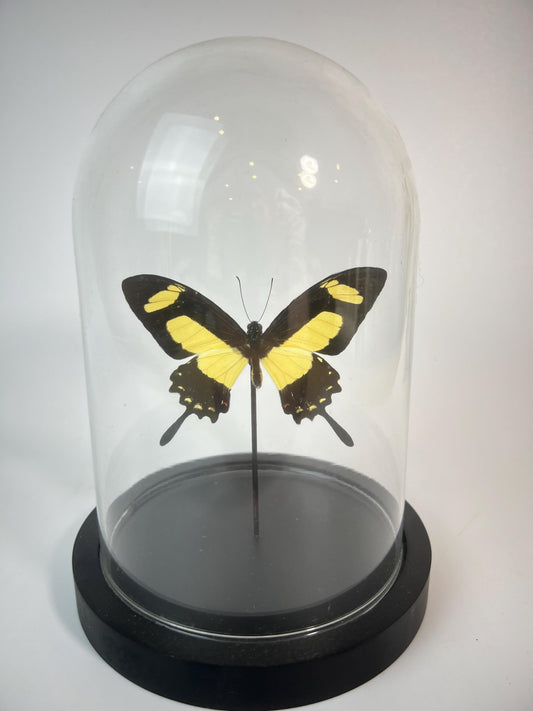 Echte vlinder | Papilio Torquatus in stolp (17x13cm)