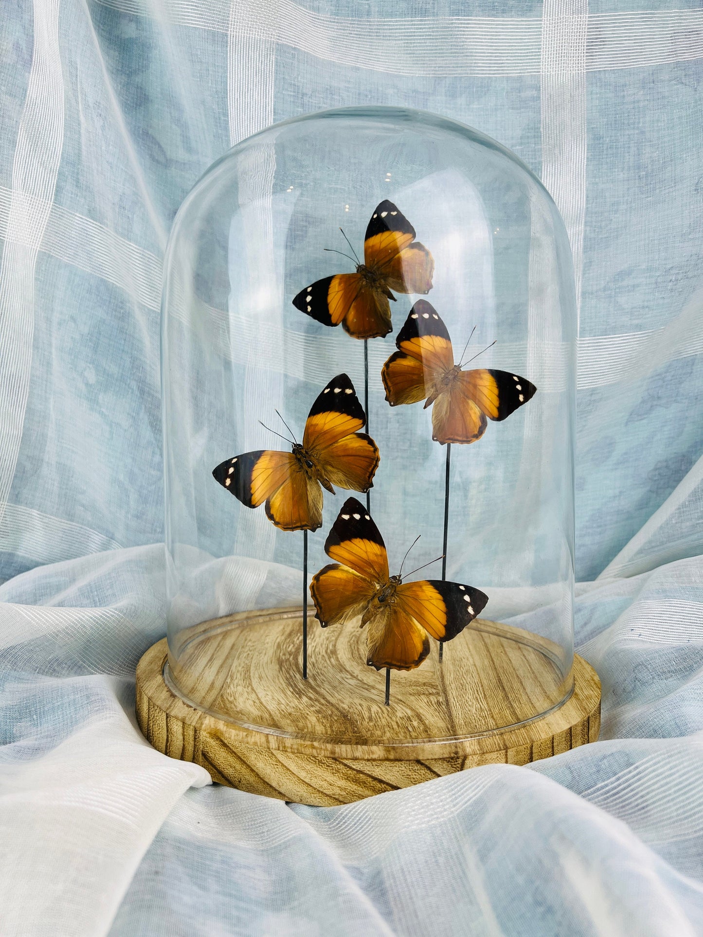 Handcrafted Natural Beauty: Real Butterflies Smyrna Blomfieldia Dome Decor