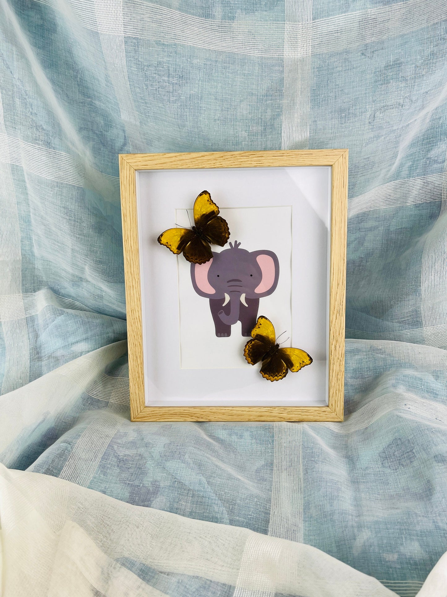 Echte vlinders | Cymothoe Haynac op print in lijst (25x25cm)