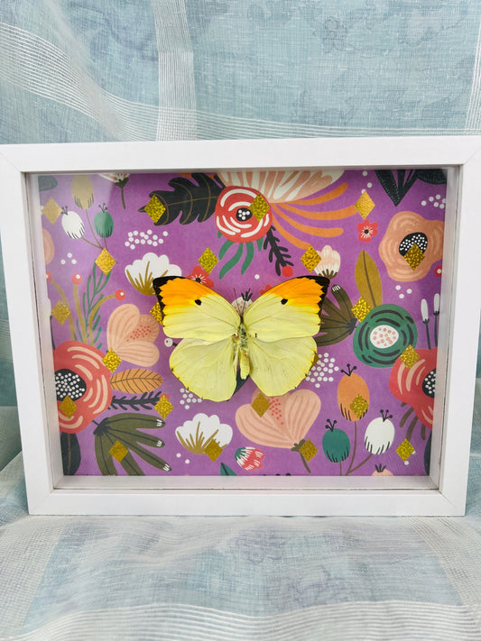 Echte vlinder | Anteos Menippe op print in lijst (23x19cm)