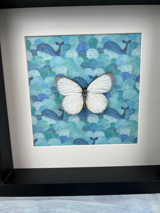 Framed real butterfly Delias Descombesi with print