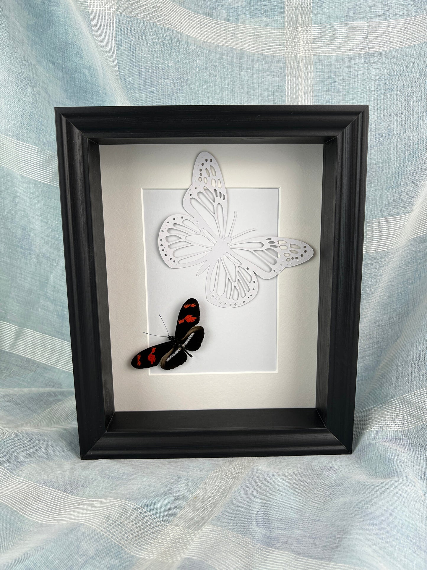 Real butterfly Heleconius and butterfly print in frame
