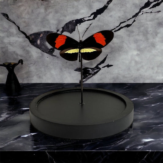 Real butterfly Heliconius Melpomene in dome