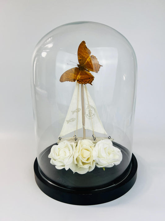 Echte vlinder | Vindula Dejone met bootje en rozen in stolp (31x23cm)