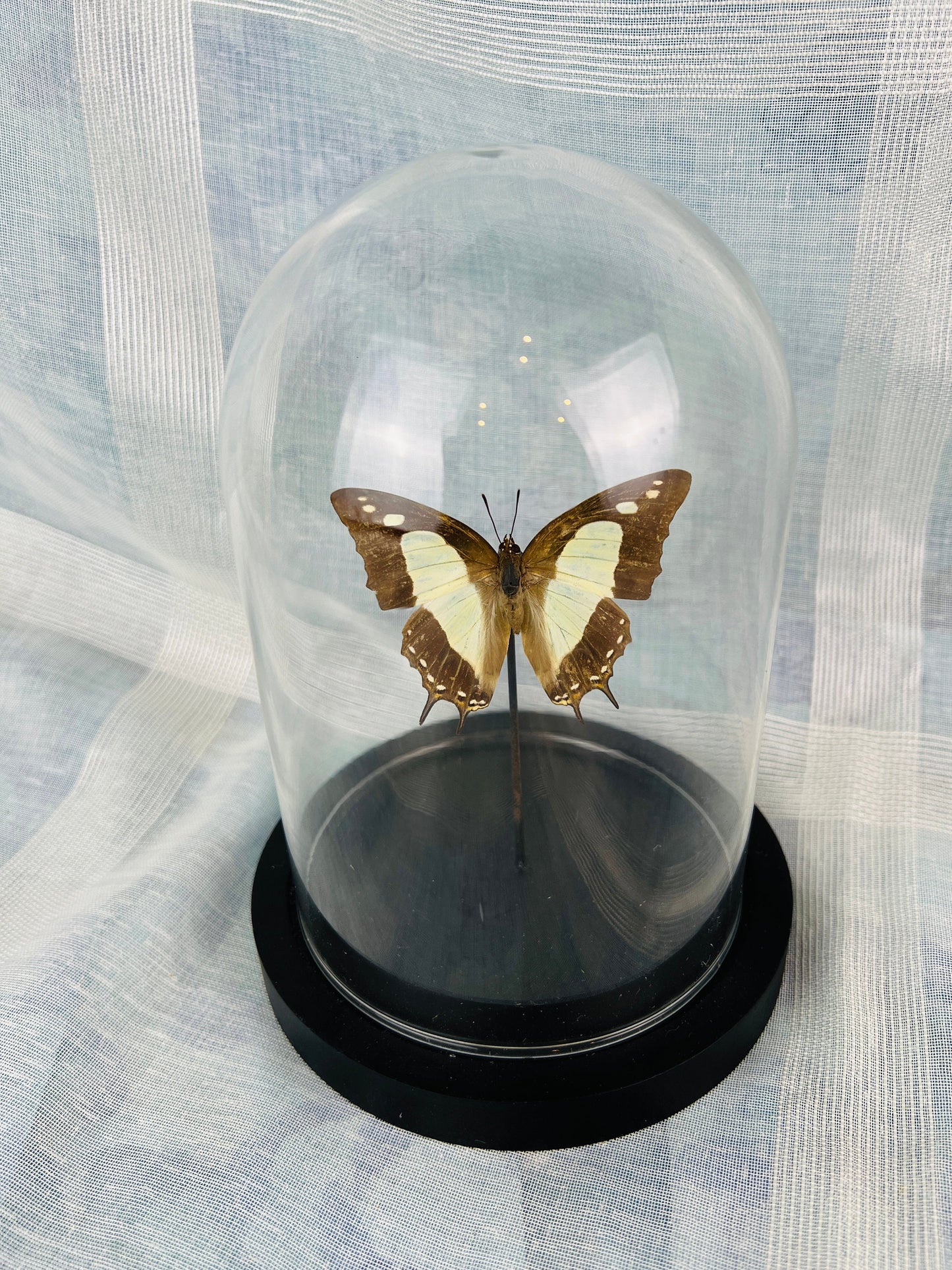 Real Butterfly Polyura Athamas Specimen in Glass Dome - Taxidermy Home Decor