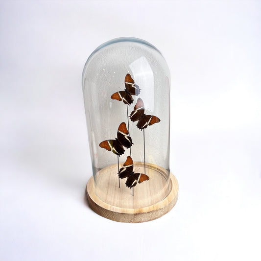 Real butterflies Siproeta Epaphus in extra large dome