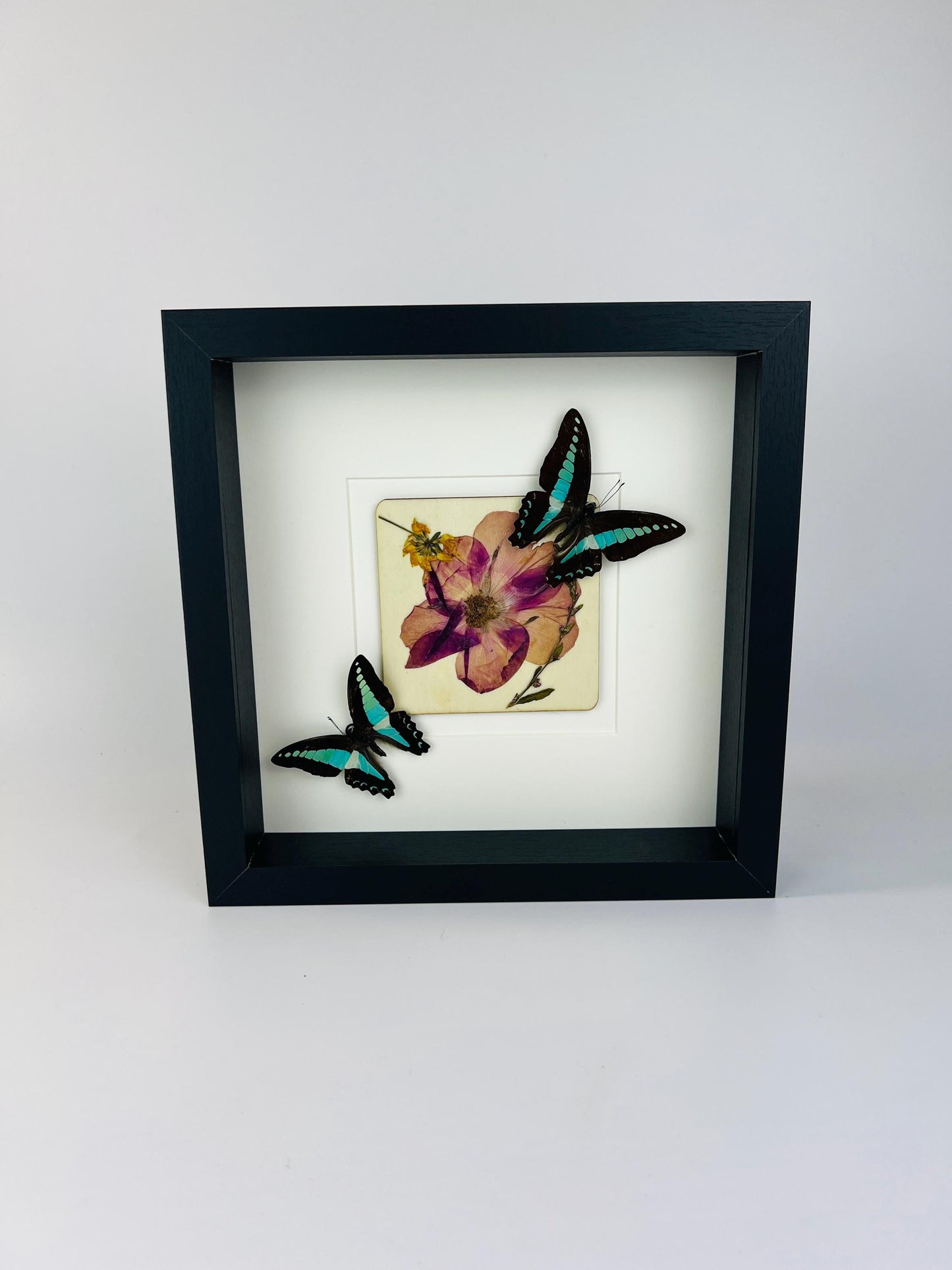 Graphium Sarpedon Butterflies with Dried Flowers on MDF – 10x10 Inch Black Frame