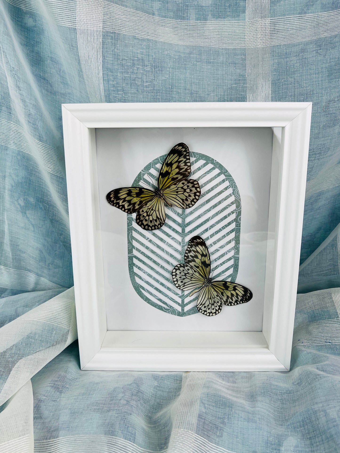 Nature-Inspired Wall Decor: Real Idea Leuconoe Butterflies with Artistic Print
