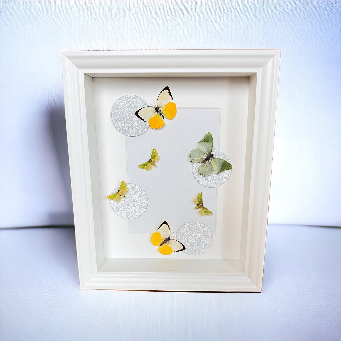 Framed real butterflies