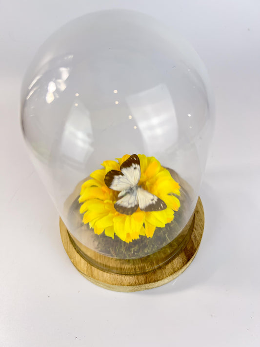 Opgezette vlinder met Belenois Java vlinder en stoffen bloem in natuurstolp van 17x13 cm