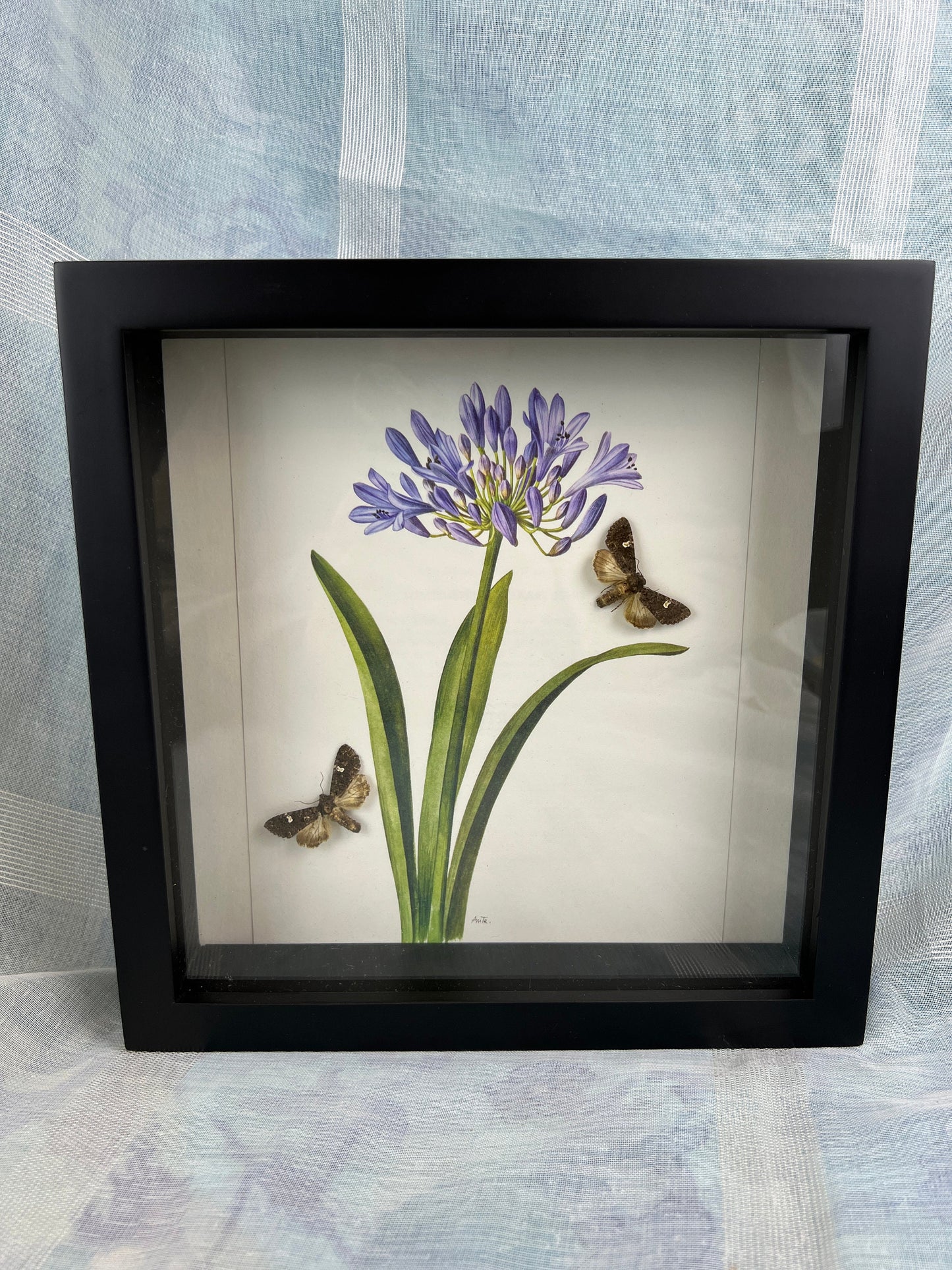 Framed real moths with a print in frame