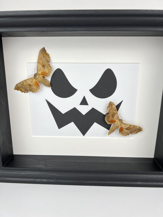 Framed Real Moths with Scary Halloween Pumpkin Face – 11x9 Inch (28x23 cm)