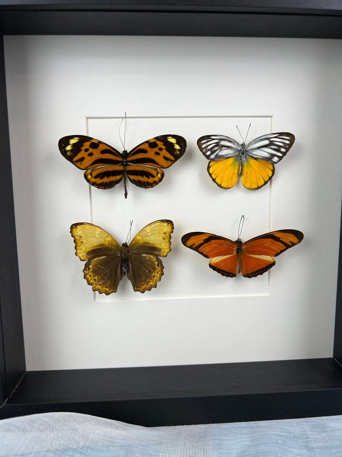Opgezette vlinders Mechanitis Lysimnia Cepora Aspasia Cymothoe Hypata Dryas Julia in lijst van 25x25 cm