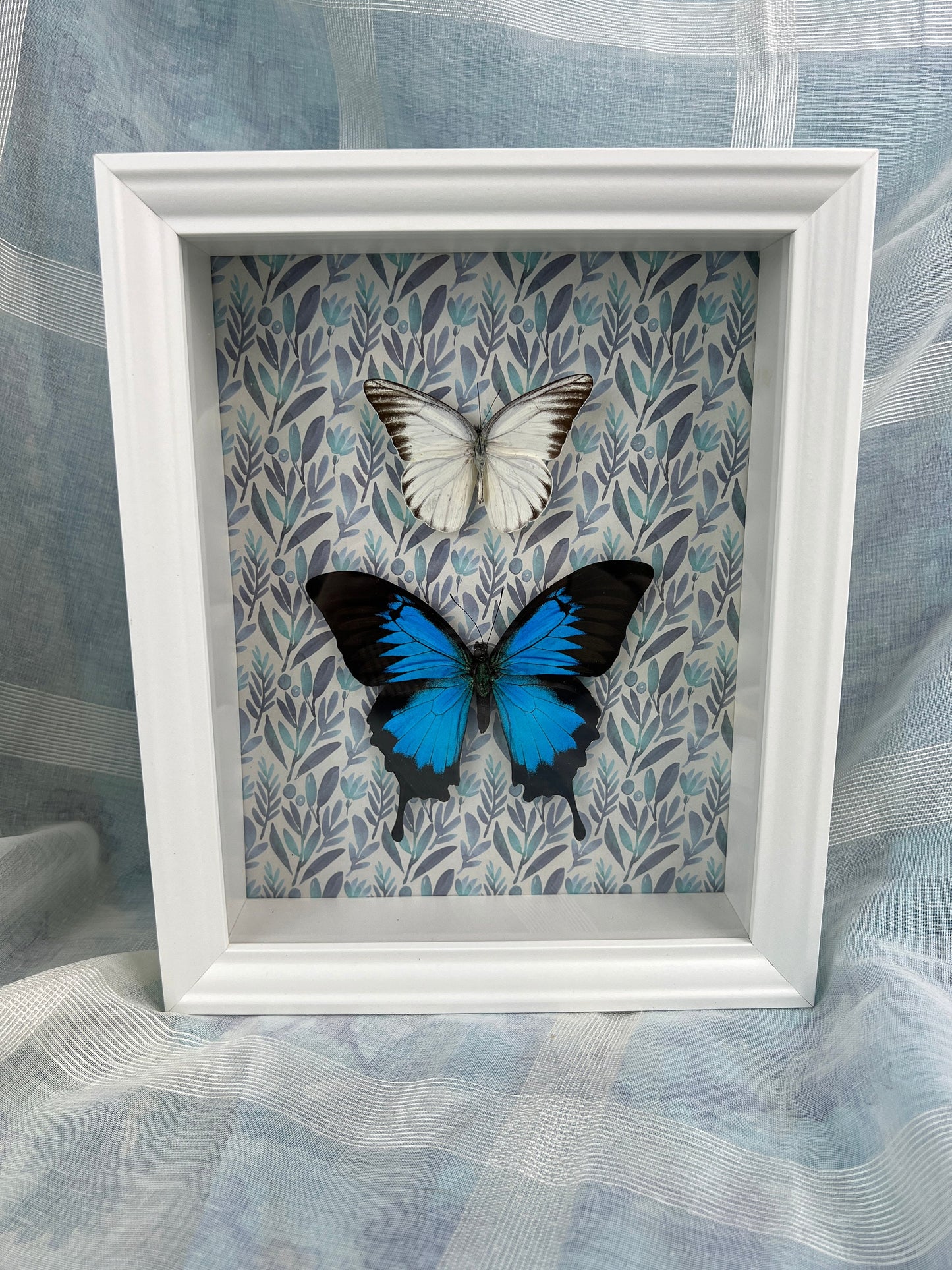 Echte vlinders | Papilio Ulysses en Appias Hombroni in lijst met print (28x23cm)