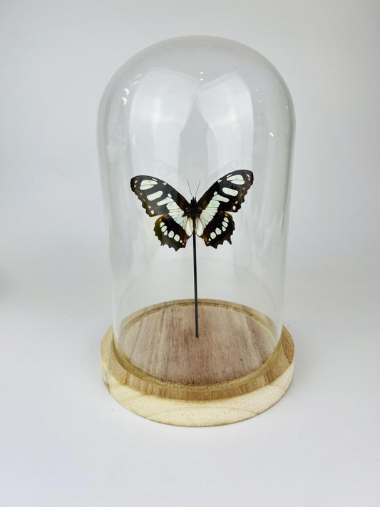 Echte vlinder | Siproeta Stelenes in stolp (21x14cm)