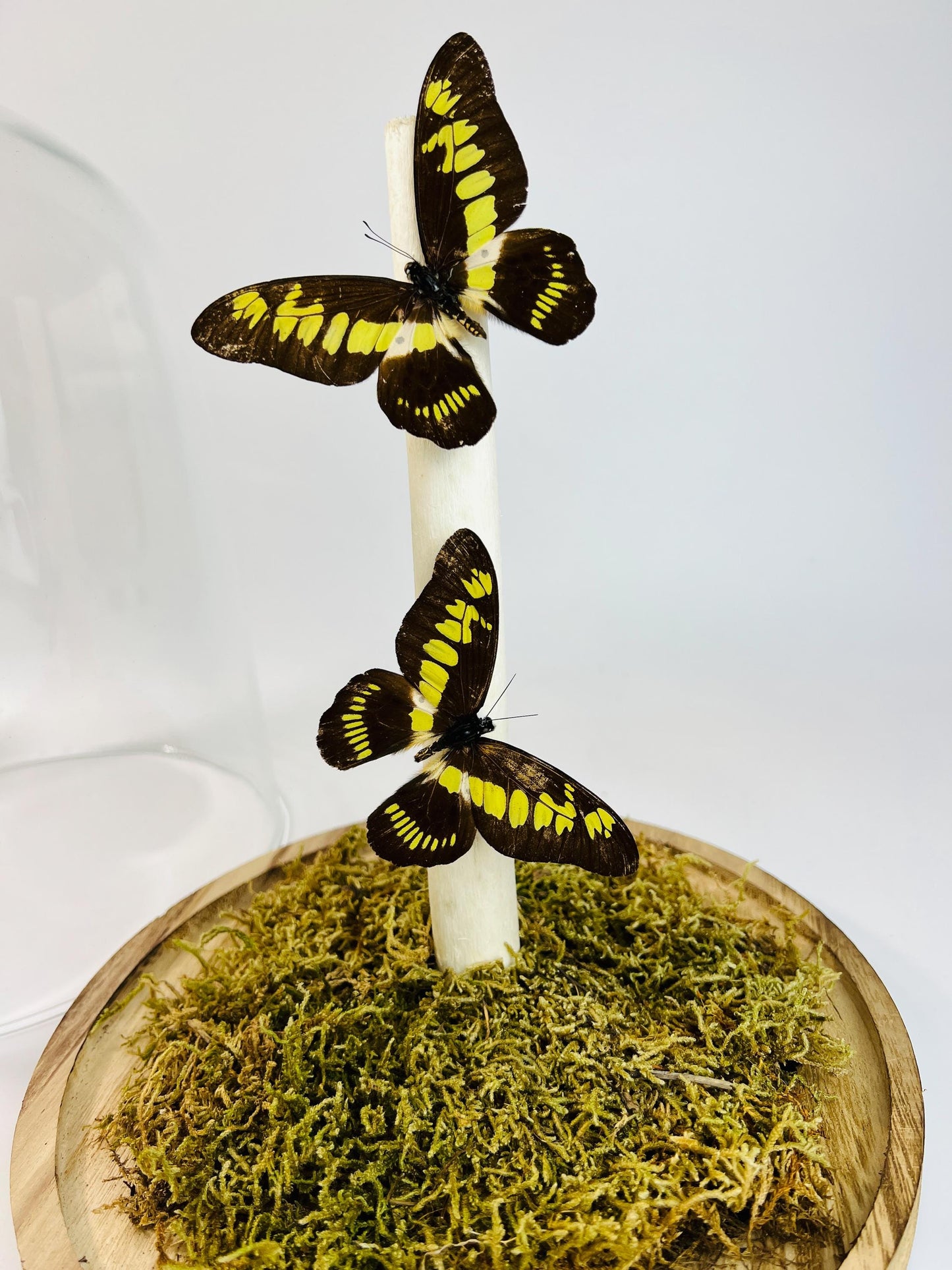 Echte vlinders | Papilio Latreillianus in grote natuurstolp (31x23cm)