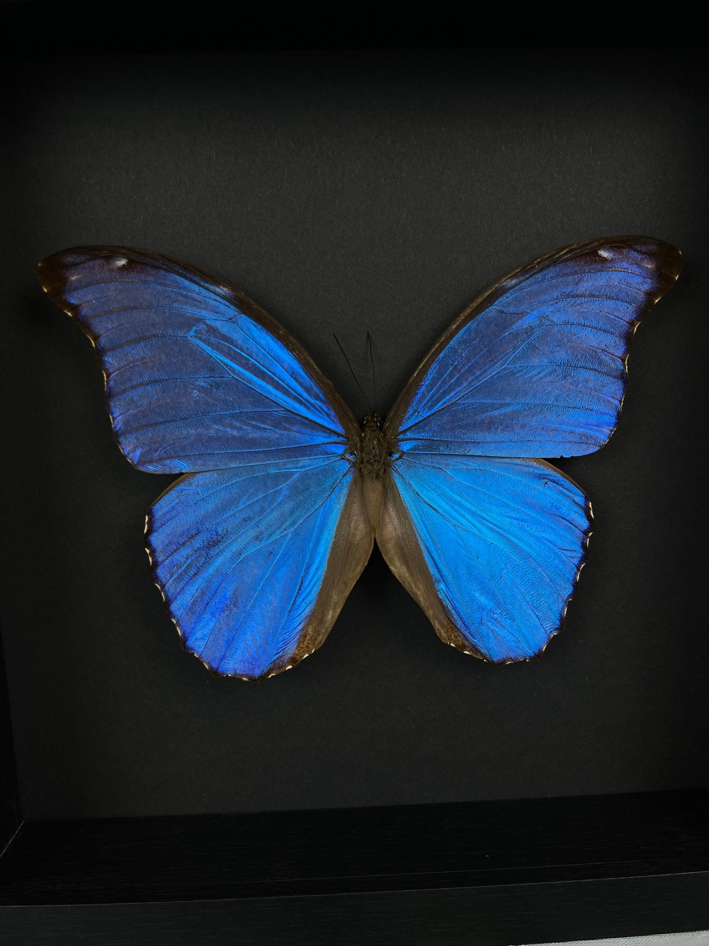 Exotische echte vlinder Morpho Didius-lijst - taxidermiedisplay met zwarte achtergrond
