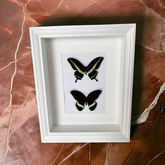 Real butterflies Papilio Demolion and Papilio Polytes Ledebouria in frame