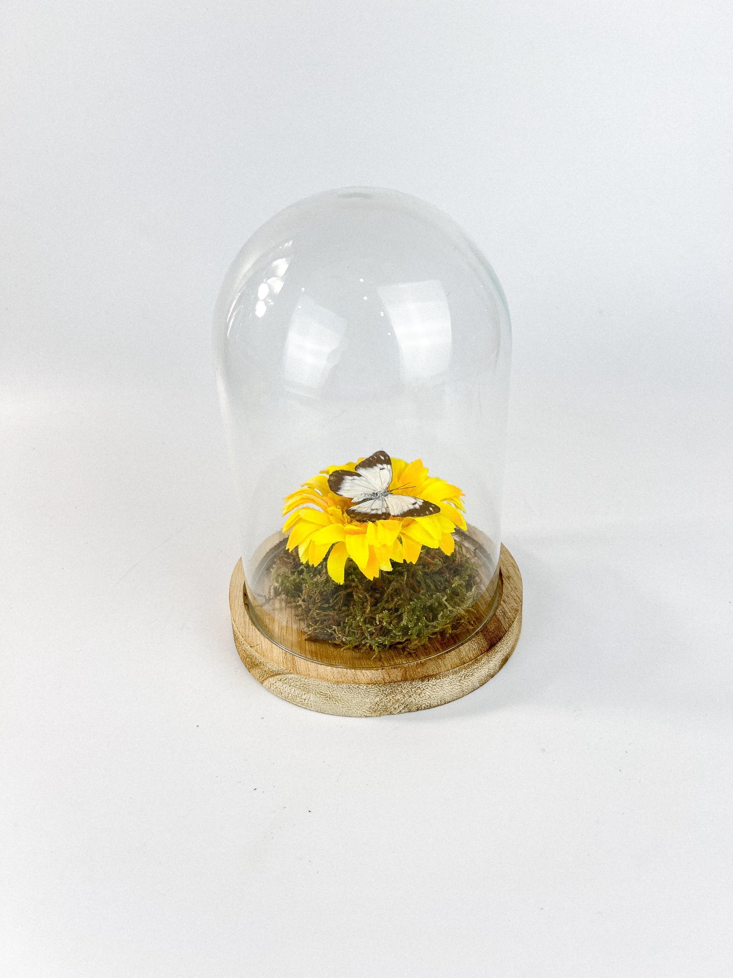 Opgezette vlinder met Belenois Java vlinder en stoffen bloem in natuurstolp van 17x13 cm