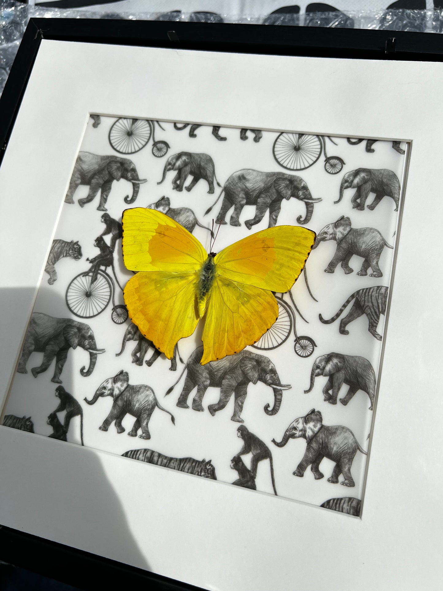 Framed real butterfly Phoebis Philea