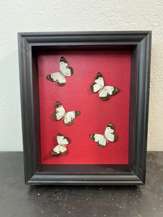 Real butterflies in frame