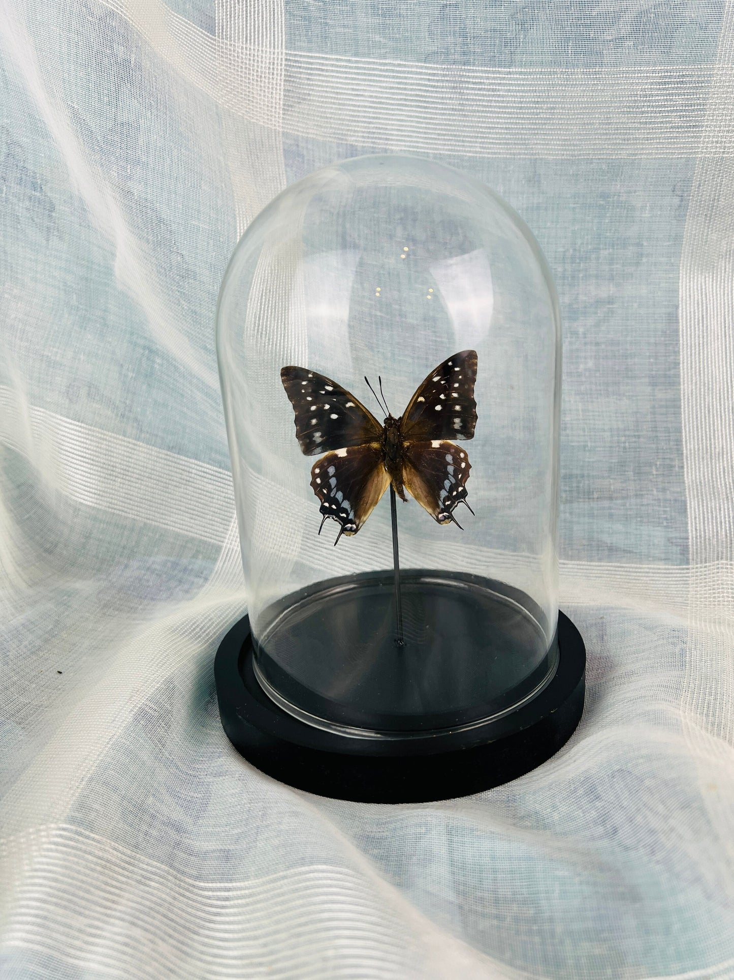 Real butterfly Charaxes Etesipe in glass dome - taxidermy home decor