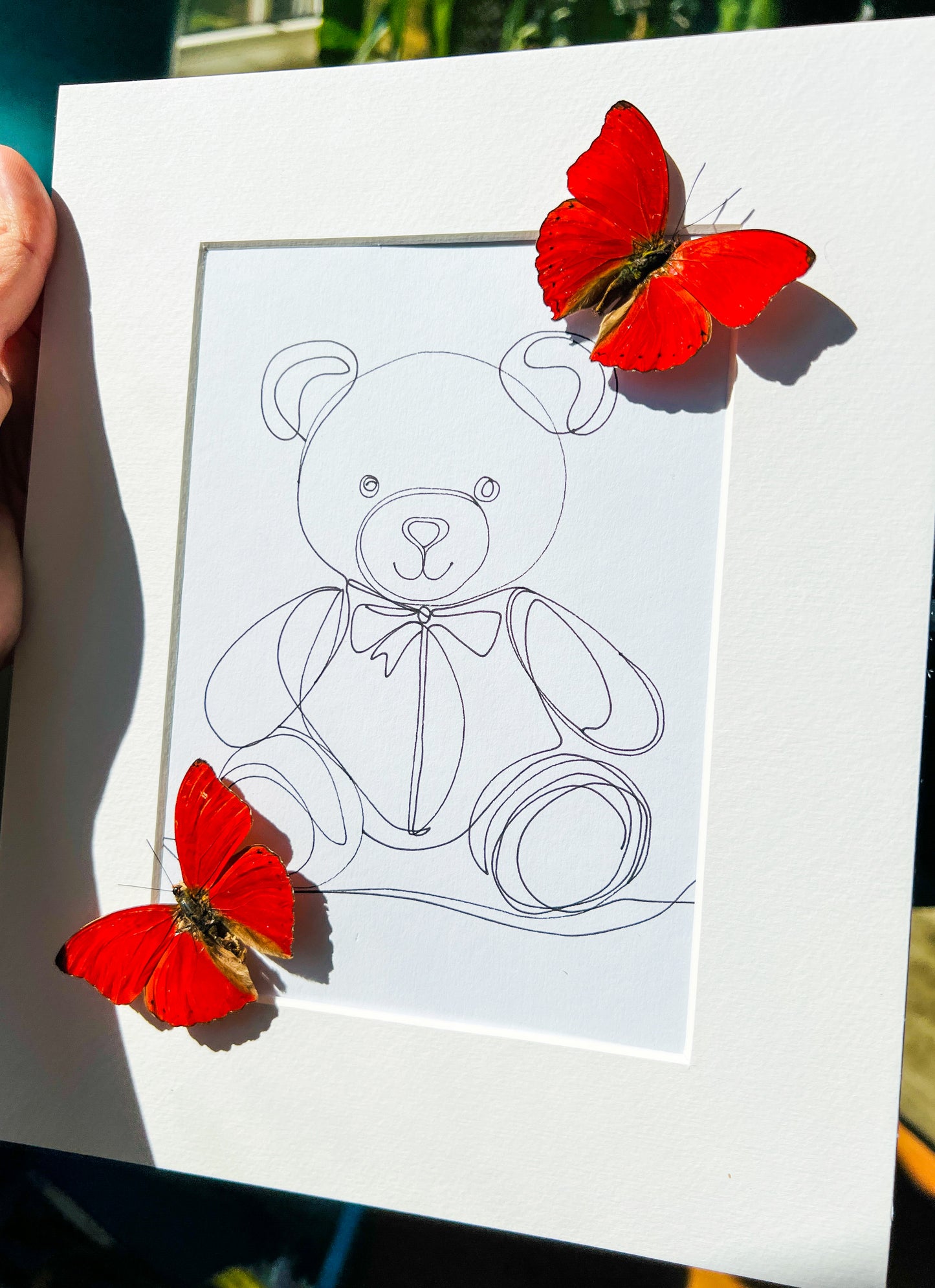 Cymothoe Sangaris met echte tekening in lijst