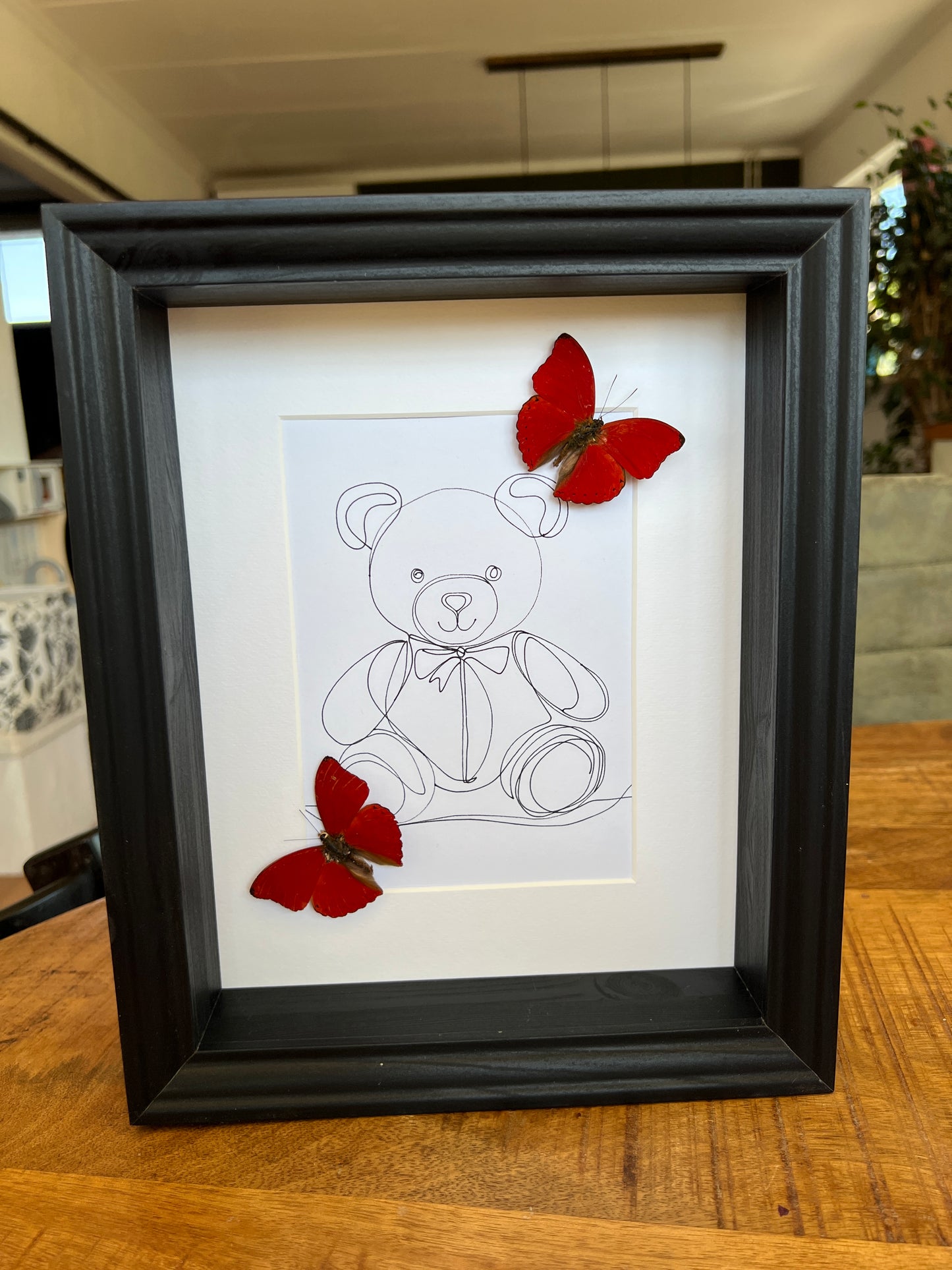 Cymothoe Sangaris with real drawing in frame
