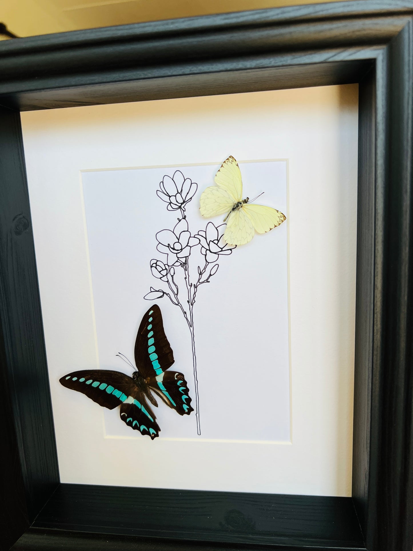 Graphium Sarpedon en Ascia met echte tekening in lijst