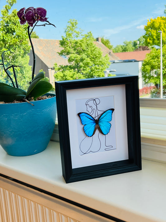 Morpho Menelaus met echte tekening in lijst