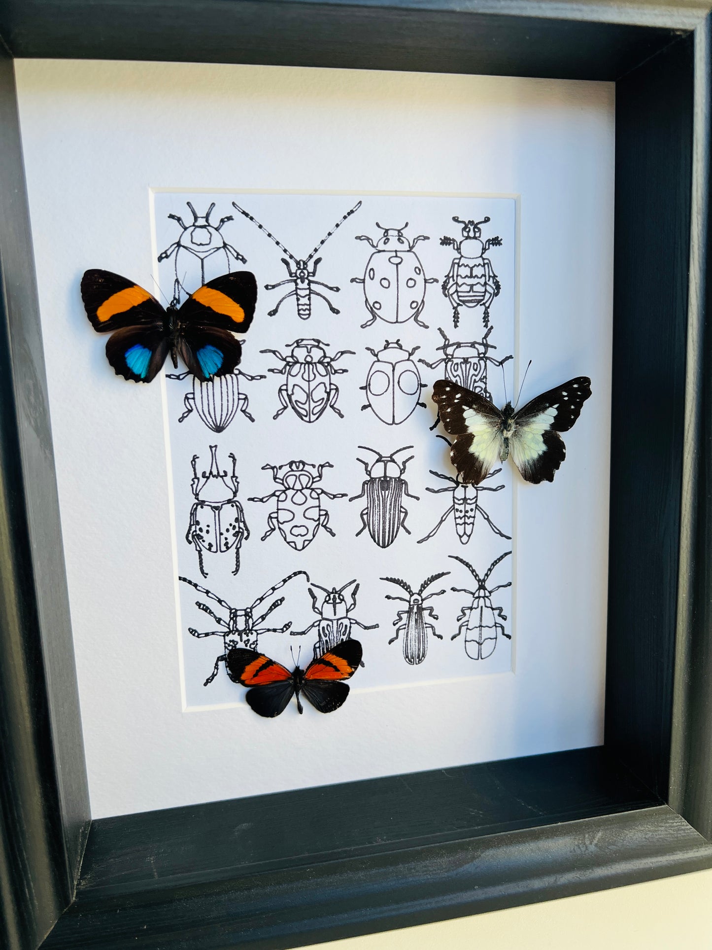 Callicore, Leodonta en Altinote met echte tekening in lijst